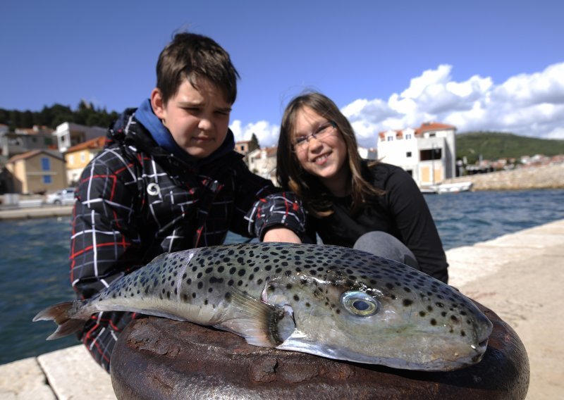 Djeca našla jednu od najotrovnijih riba na svijetu
