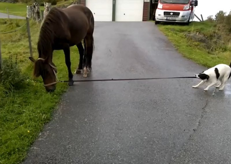 Pas poveo konja u šetnju
