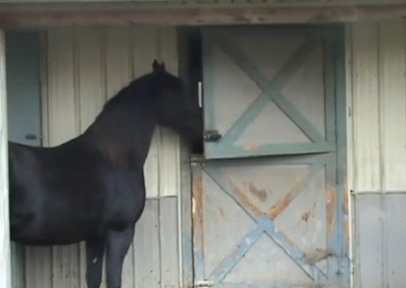 Je li ovaj konj reinkarnacija bravara?