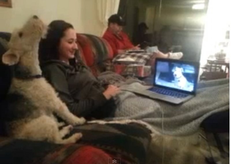 Ovi psi znaju kako se upotrebljava Skype!