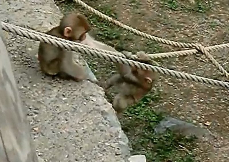 Slatki makakiji grle se nakon uspješnog pothvata