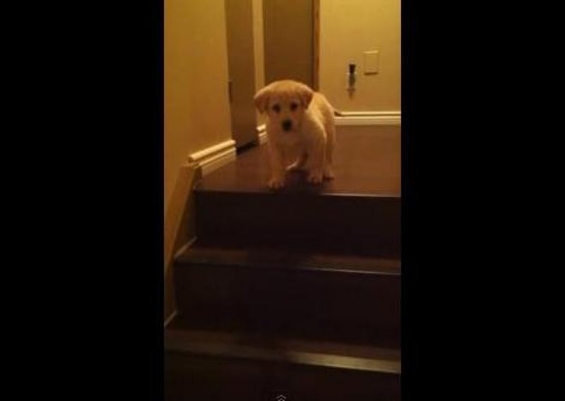 Evo kako štene uči silaziti niz stepenice
