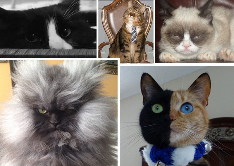 Ovo su najutjecajnije mačke na internetu 2012.