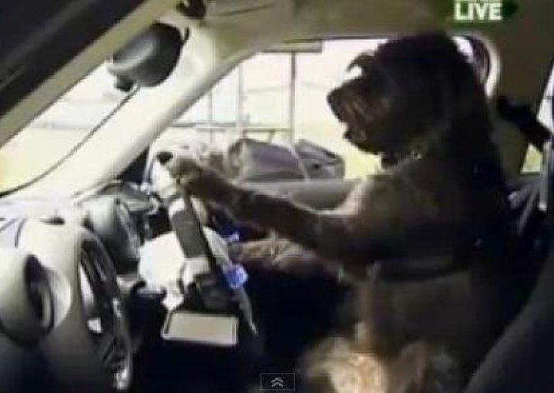 Novozelandski psi uče voziti