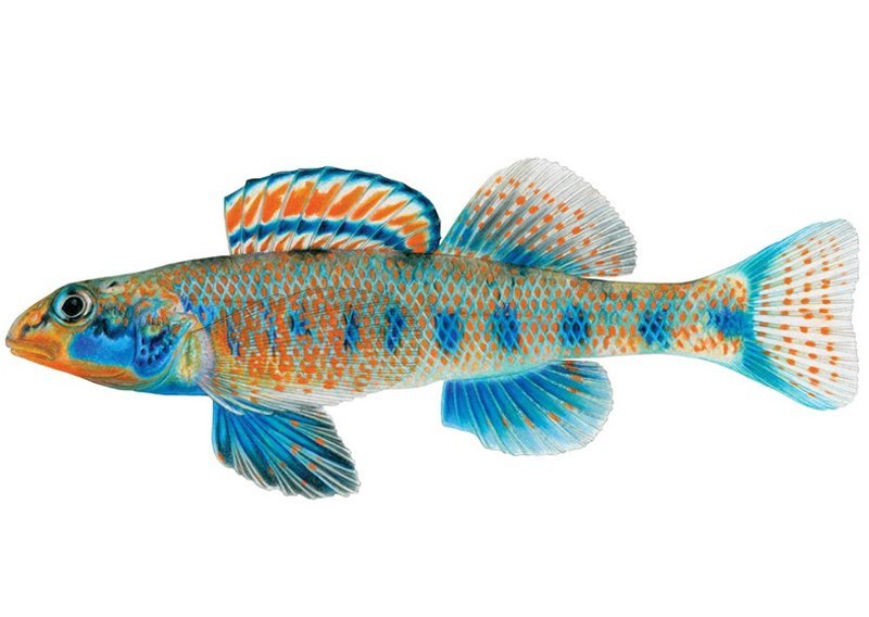 Ovo je riba zvana Barack Obama