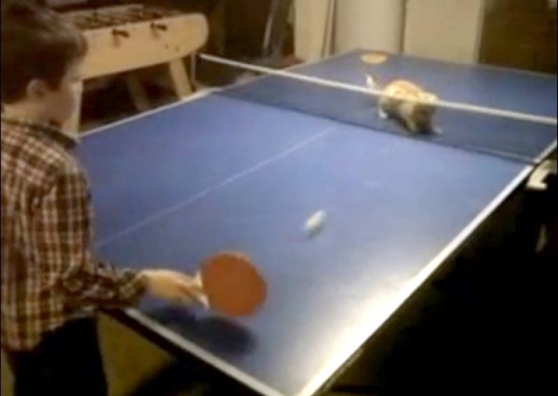 Spretna mačka nepobjediva u stolnom tenisu