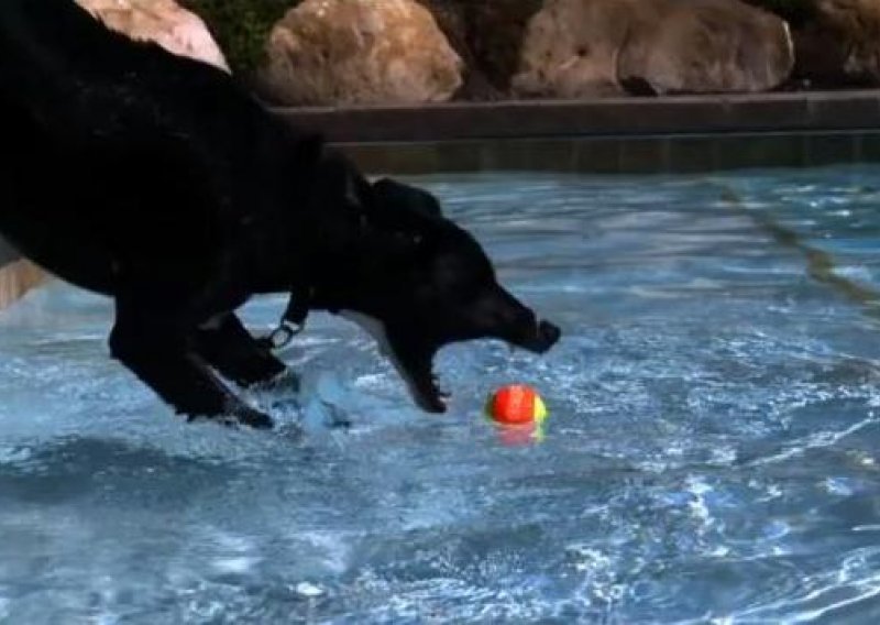 Evo kako se psi zabavljaju na bazenu