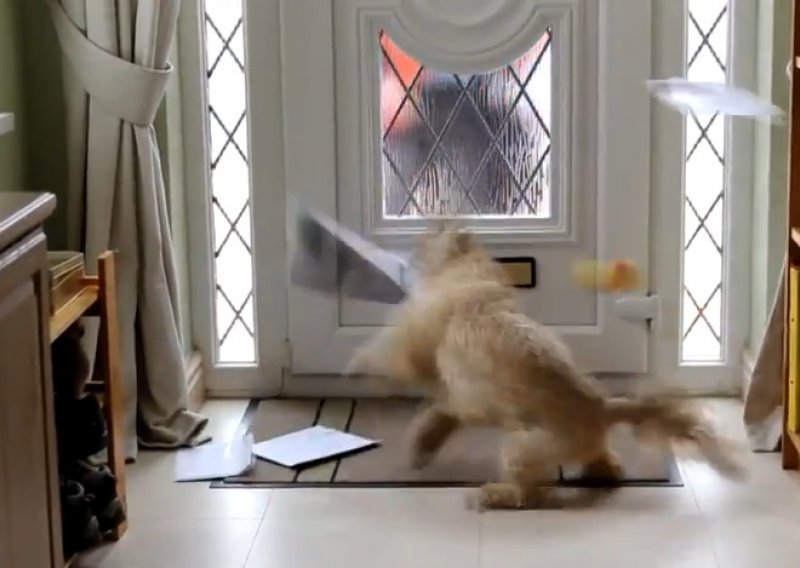 Nervoznog psa ništa ne može toliko razljutiti kao poštar