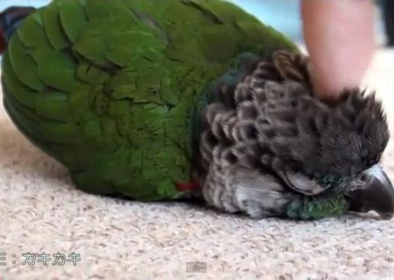 Mali papagaj Chibi rastapa se kad ga maze