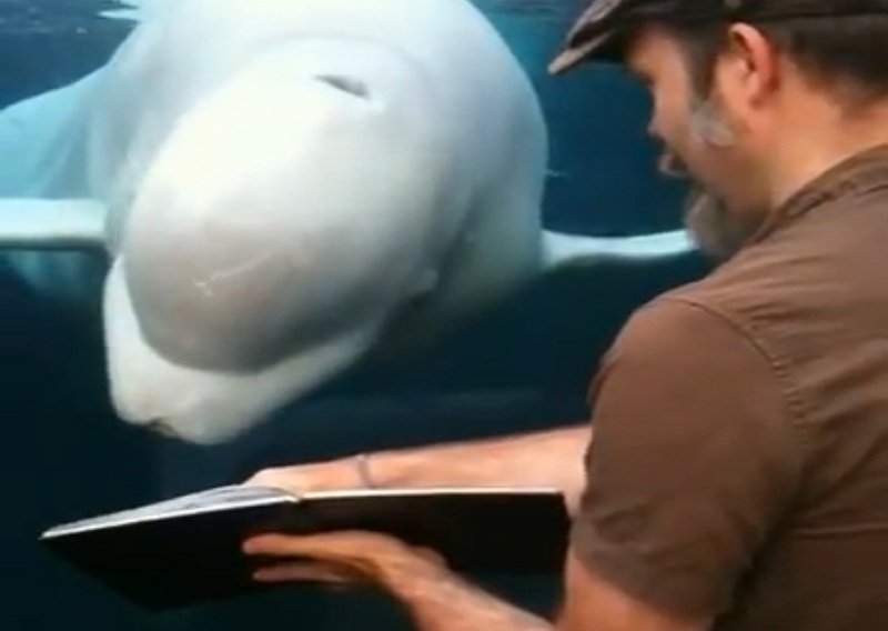 Beluga kit Juno ima smisla za estetiku