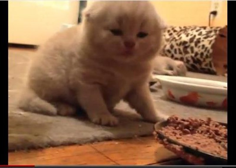 Mačić pojeo svoj prvi obrok čvrste hrane