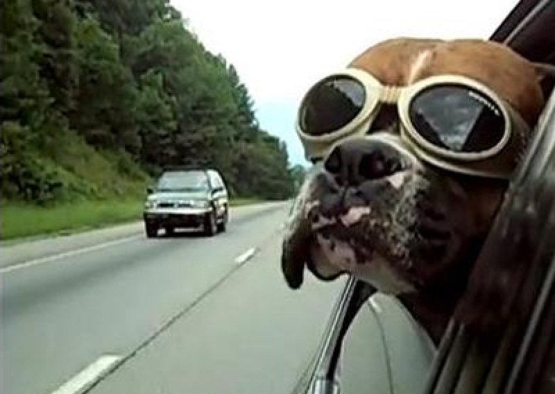 Kul pas zna kako se voziti sa stilom