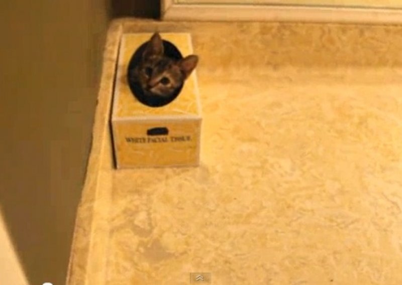 Pogledajte macu koja spava u kutiji za maramice