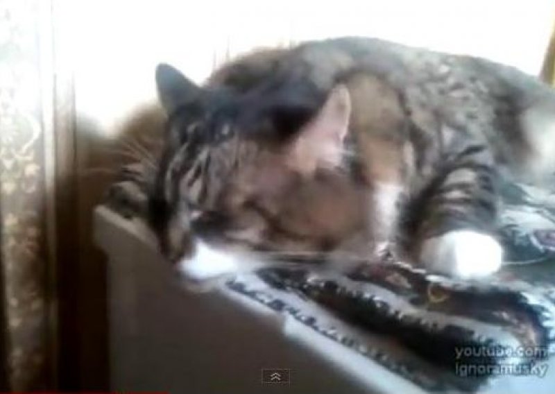 Ova maca voli vibrirati dok spava