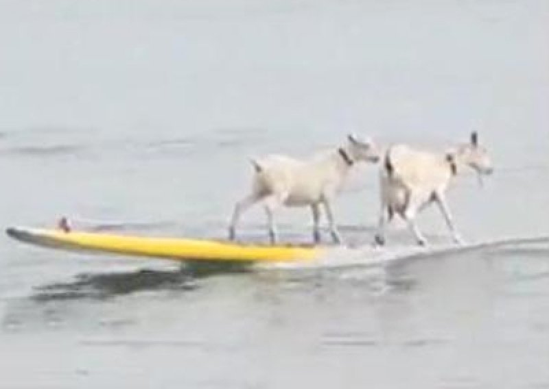 Nevjerojatne koze surfaju u paru