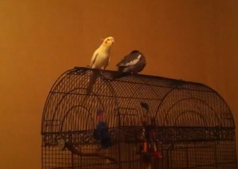 Poslušajte papagaja koji zavodi serenadom