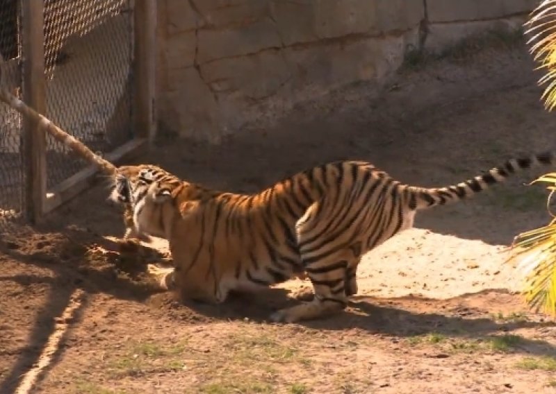 Ovako izgleda potezanje konopa protiv – tigra!