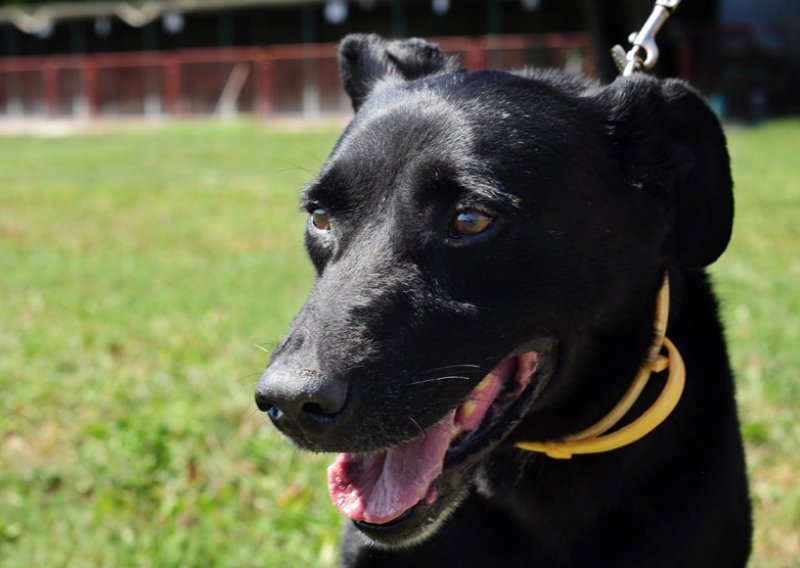 Dark – šestogodišnji ljepotan labradora