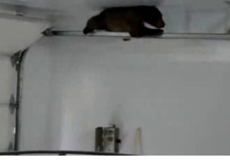 Medvjedić ostao zarobljen u garaži