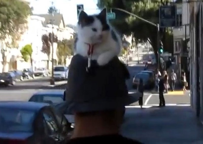 Čovjek prošetao s mačkom na glavi