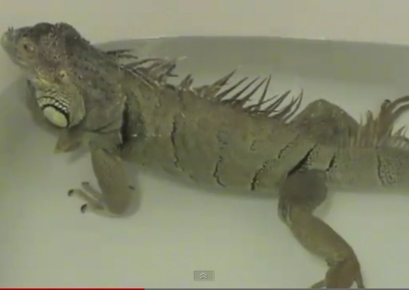 Iguana se malo previše opustila u kadi