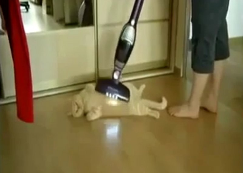 Bucmasta maca uživala u tretmanu usisavačem