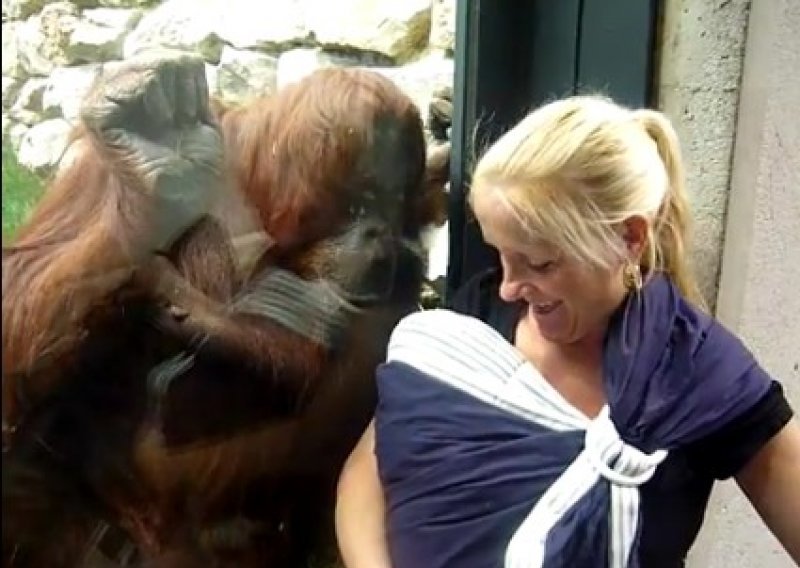 Pogledajte kako je orangutanicu raznježila beba