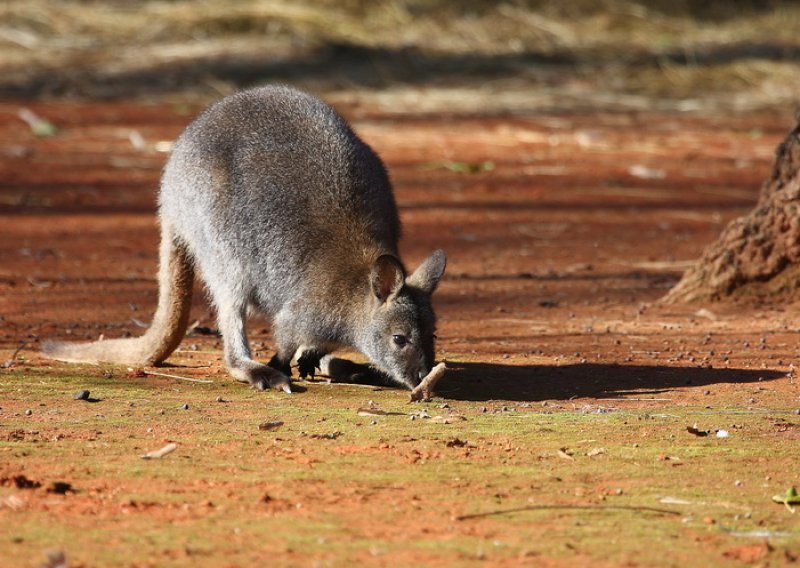 Australija u zagrebačkom Zoološkom vrtu