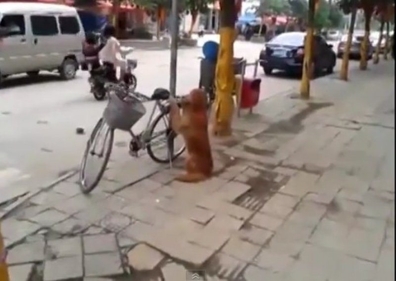 Pogledajte najboljeg psa čuvara bicikla