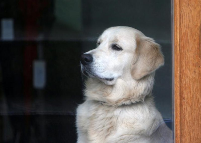 Vlasnik pokušao zaklati labradoricu Betu