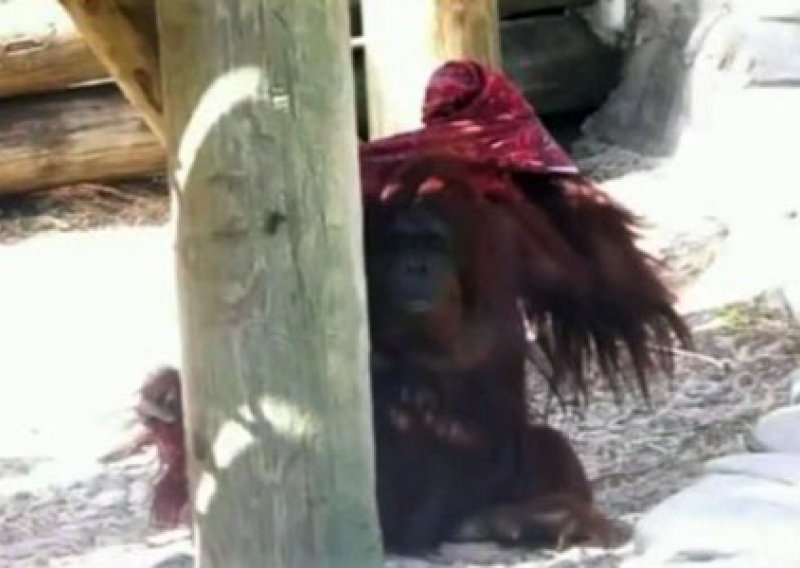 Orangutan pokazao da ima smisla za modu