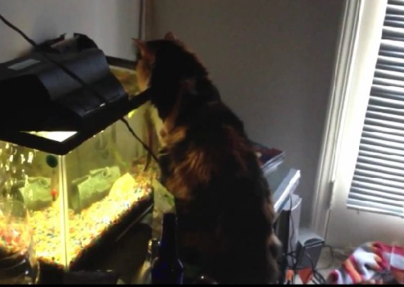 Evo kako je mačak iznad akvarija loše završio
