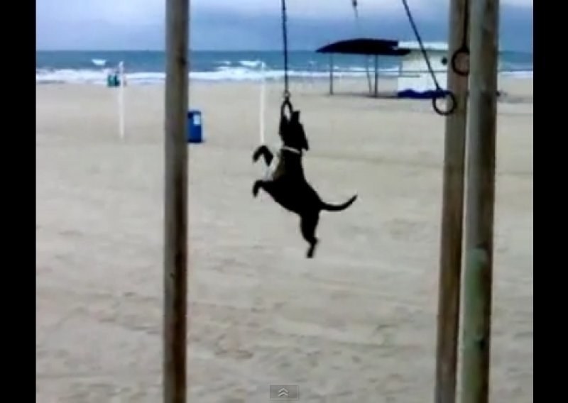 Pogledajte nevjerojatnog psa gimnastičara