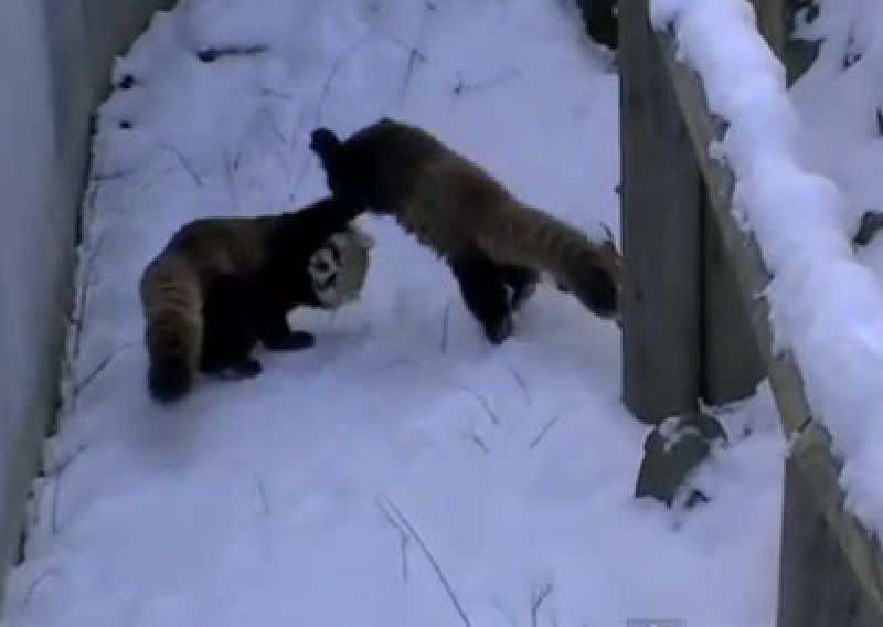 Pogledajte snježne vratolomije preslatkih crvenih pandi