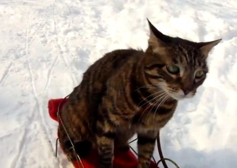 Ova maca je previše fina da bi hodala po snijegu