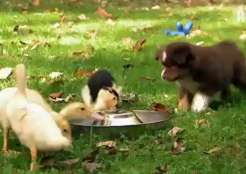 Hoće li uspjeti ovim štencima potjerati patkice?