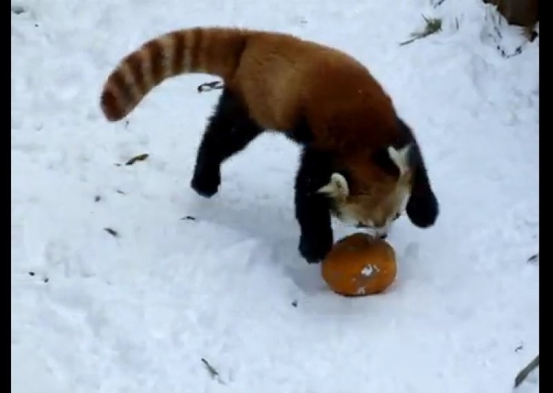 Pogledajte zaigranu crvenu pandu u snijegu