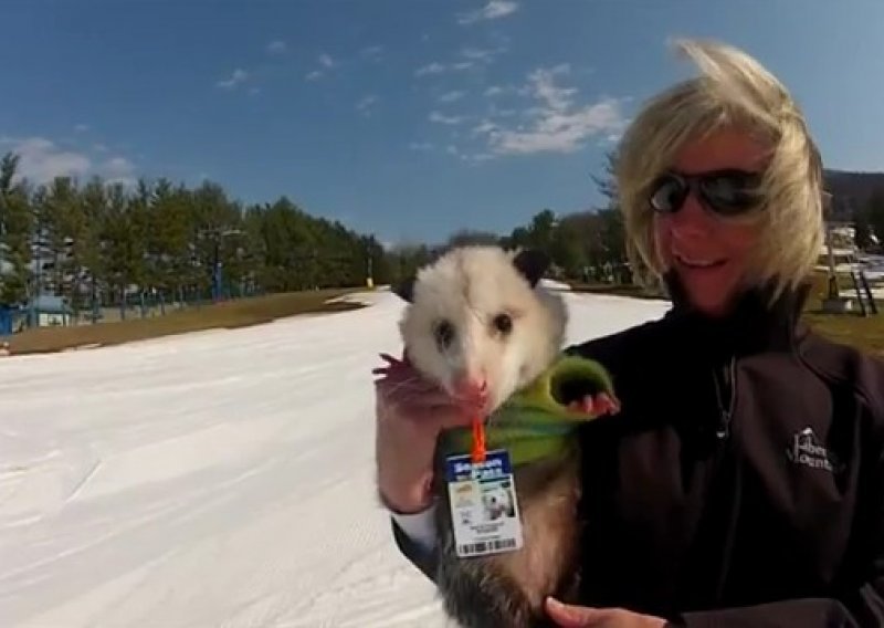 Oposum Ratatouille snowboarda kao profesionalac