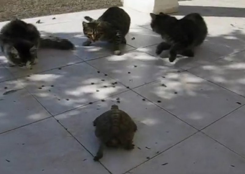 Neustrašiva kornjača potjerala tri mačke u bijeg