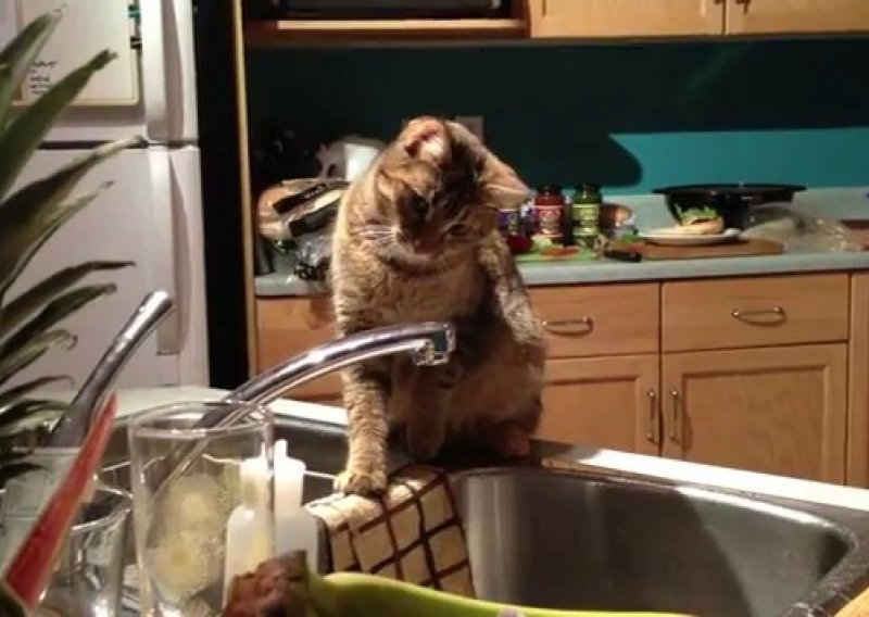 Slatka mačka pokušava uloviti kapljice vode