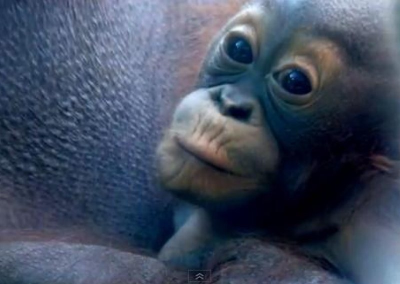 Kako snimiti orangutana izbliza