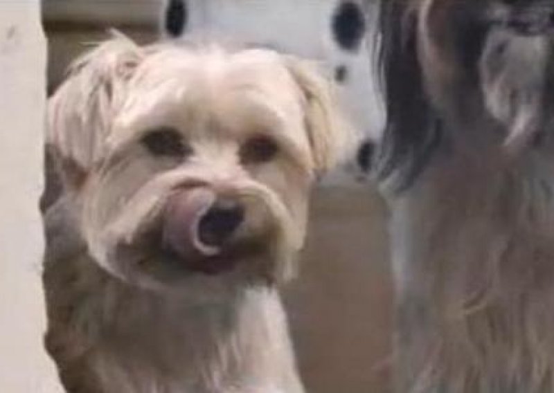 Napravljena prva britanska reklama namijenjena psima
