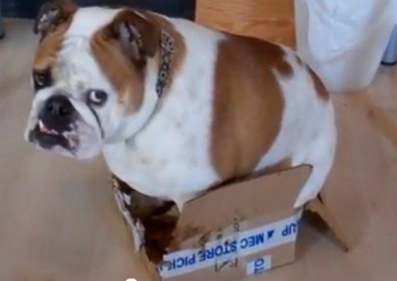 Buldog uporno pokušavao sjesti u premalu kutiju