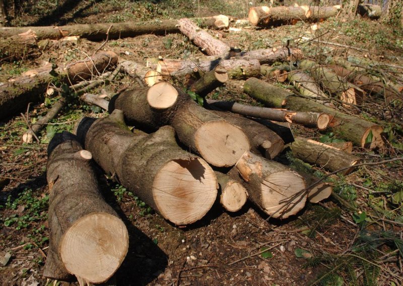 Na djelatnika Hrvatskih šuma palo stablo i usmrtilo ga