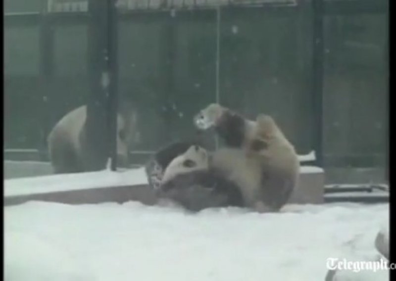 Vesele pande rade kolute na snijegu