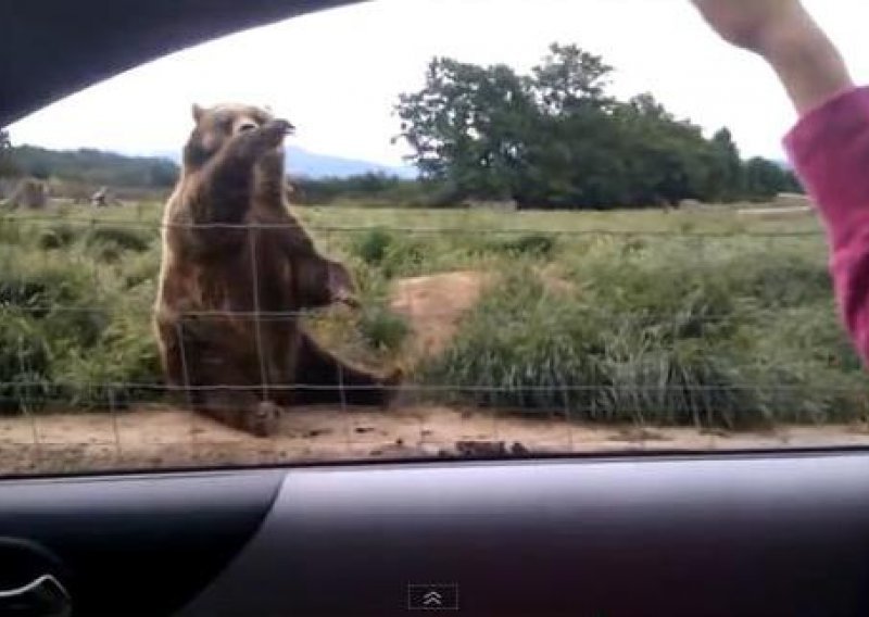Pogledajte pristojnog medvjeda koji maše turistima