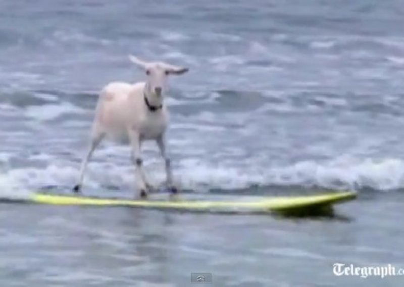 Koza surfala na kalifornijskoj plaži