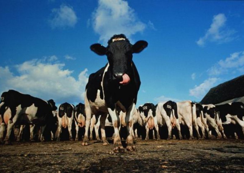Njemačka u Katar poslala pomoć - 165 krava muzara, a krave će poslati i SAD i Australija