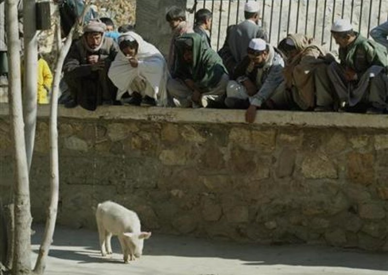 Jedina afganistanska svinja završila u karanteni