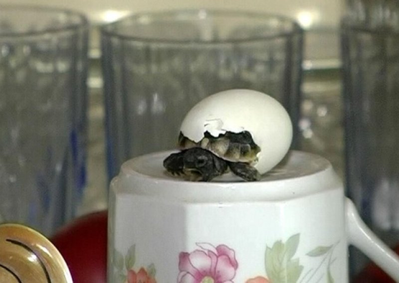 Iz jajeta u vitrini izlegla se kornjača!